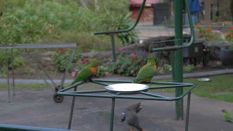 Rainbow-Lorikeets-Flew-Away-From-The-Bird-Feeder---Currumbin-Wildlife-Sanctuary---Gold-Coast,-Queensland,-Australia