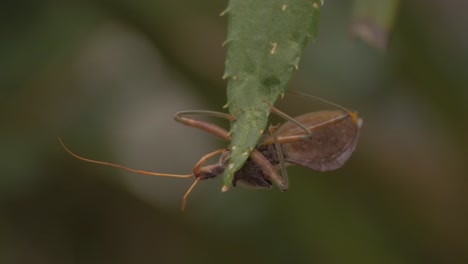 Common-Assassin-Bug-On-Green-Aloe-Leaf---Pristhesancus-Plagipennis---selective-focus
