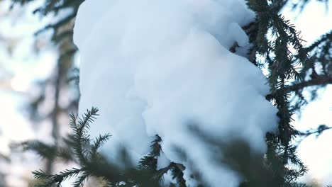 árbol-Con-Nieve-Encima