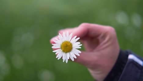 turning-margarite-flower-in-the-hand-of-a-girl