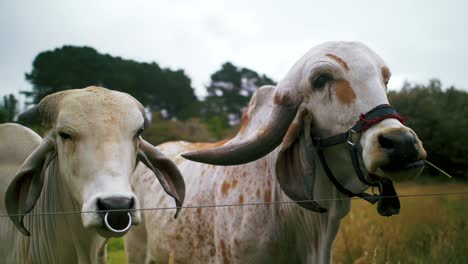 Dos-Vacas-Pastando-Detrás-De-Una-Cerca-De-Alambre,-Valle-Hare-Krishna,-Au