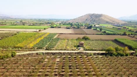 Drone-aerial-view-of-ornamental-lice-and-fruit-tree-saplings-planted-over-a-very-large-area