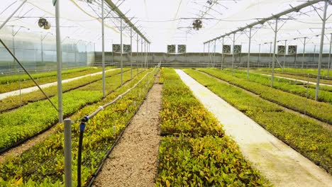 drone-capture-of-the-interior-of-an-equipped-greenhouse