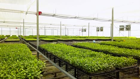 drone-shooting-of-small-fruit-tree-seedlings-grown-in-greenhouse