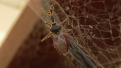Native-Australian-Stingless-Bee-Being-Eaten-By-A-Common-Assassin-Bug-On-The-Spider-Web---close-up