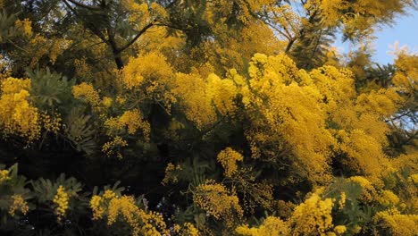 Yellow-mimosa-flower-of-Acacia-dealbata-blown-by-wind,-slow-motion,-static