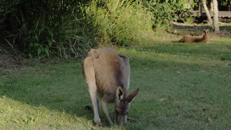 östliches-Graues-Känguru,-Das-Auf-Dem-Gras-Weidet---Australisches-Känguru,-Das-Kopf-Hebt-Und-In-Die-Kamera-Schaut---Goldküste,-Queensland,-Australien