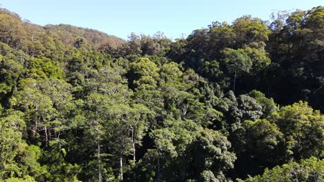 Panorama-Of-Mount-Cougal-Covered-By-Evergreen-Trees---National-Park-In-The-Tallebudgera-Valley---Currumbin-Valley,-Queensland,-Australia