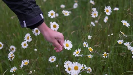 pick-up-margarite-flower-with-hand-of-a-girl