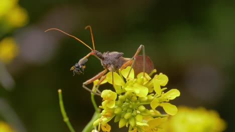 Assassin-Bug-With-Bee-On-Its-Rostrum-In-The-Garden---Common-Assassin-Bug-On-A-Yellow-Cress-Flowers-Eating-Native-Australian-Stingless-Bee---Garden-Pest-And-Bee-Killer