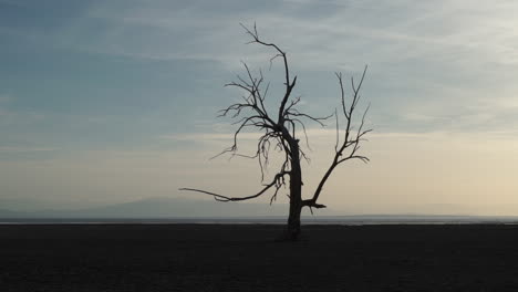 Dead-tree-in-Salton-Sea,-California