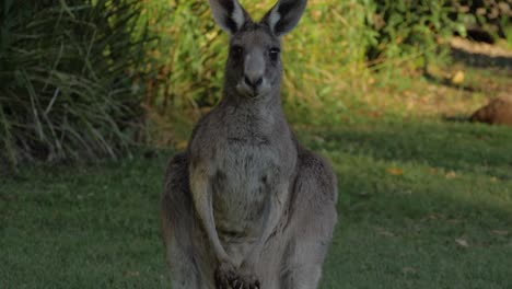 östliches-Graues-Känguru,-Das-Gras-Kaut-Und-Sich-Umsieht---Känguru,-Das-Schaut-Und-Kamera-Gegenüberstellt---Goldküste,-Queensland,-Australien