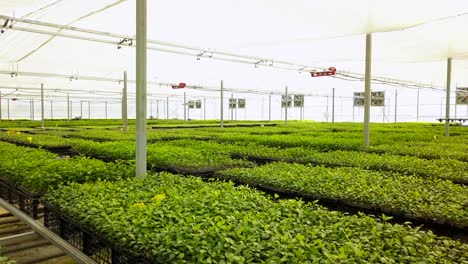 Drone-shooting-of-fruit-tree-saplings-grown-in-a-large-greenhouse