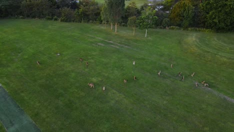 A-Court-Of-Kangaroos-On-The-Lush-Landscape---Wild-Animals-At-The-Park-In-Gold-Coast,-Queensland---high-angle-shot