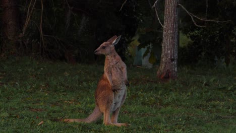 Östliches-Graues-Känguru,-Das-Auf-Hinterbeinen-Steht,-Während-Es-Sich-Umschaut---Känguru-Springt-Weg---Gold-Coast,-Queensland,-Australien