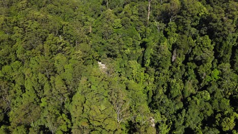 Lush-Dense-Forest-At-Mount-Cougal-In-Summer---National-Park-In-The-Tallebudgera-Valley---Currumbin-Valley,-QLD,-Australia