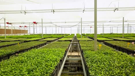 drone-is-flying-over-the-saplings-in-the-big-greenhouse