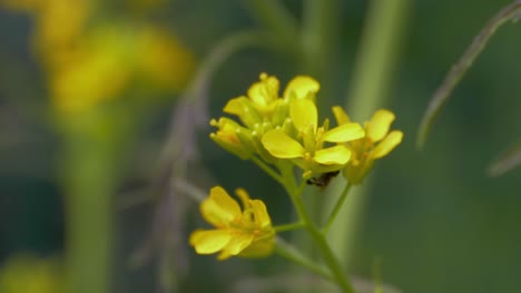 Native-Australian-Stingless-Bee-Collecting-Nectar-And-Pollen-From-Beautiful-Yellow-Cress-Flowers---Pollination---Queensland,-Australia---selective-focus