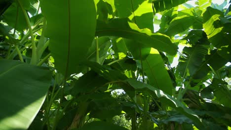 Große-Grüne-Blätter,-Die-Mit-Sonnenlicht-Glänzen.-Bananenbaumblätter
