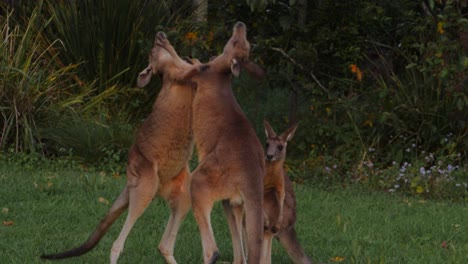 Three-Young-Eastern-Grey-Kangaroos-Fighting-By-Sparring---Kangaroos-Punching-And-Kicking---Gold-Coast,-QLD,-Australia