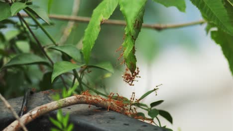 Video-Von-Ameisen,-Die-Gegen-Starken-Wind-Kämpfen-Und-Zusammenarbeiten,-Um-Von-Einem-Ast-Zum-Anderen-Zu-Gelangen