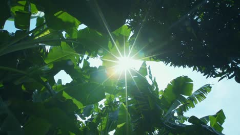 Banana-tree-leaves.-Sunbeams-filtering-through-green-leaves