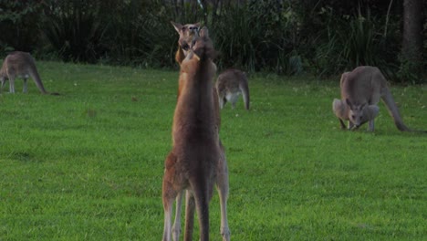 Two-Male-Eastern-Grey-Kangaroos-Punching-And-Kicking,-Fighting-With-Each-Other---Mother-Kangaroo-With-Joey-In-Pouch-Watching---Queensland,-Australia---close-up