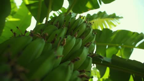 shoot-of-bananas-hanging-on-the-banana-tree