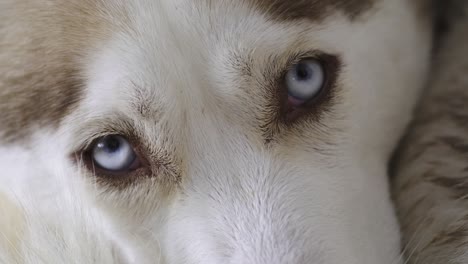 Sibirischer-Husky,-Der-Die-Kamera-Mit-Blauen-Augen-Betrachtet