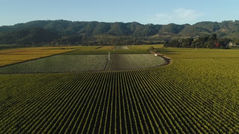 Aerial-dolly-down-to-reveal-endless-vineyards-in-napa-valley