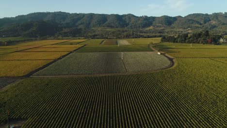 fast-aerial-parallax-on-large-vineyard-rows-in-the-napa-valley