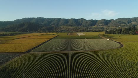 aerial-lowering-on-endless-vineyards-in-The-Napa-valley