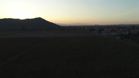 Heben-Sie-Die-Luftaufnahme-über-Weinreben-Im-Napa-Valley-An