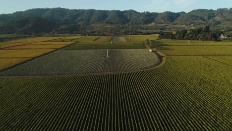 Rise-up-aerial-on-large-vineyards-in-the-napa-valley