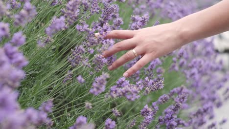 Hand-through-lavender-flowers-in-the-middle-of-a-beautiful-park-while-spring-in-italy