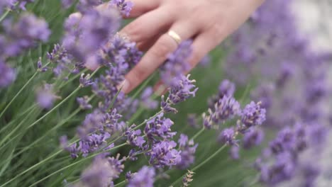 Hand-through-lavender-flowers-in-the-middle-of-a-beautiful-park-while-spring-in-italy