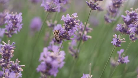 bees-collect-nectar-on-beautiful-lavender-flowers-in-the-middle-of-a-beautiful-park-in-italy