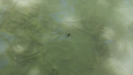 Water-bug-in-the-natural-pond