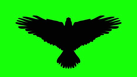 Silhouette-of-an-eagle-flying,-on-green-screen,-top-view