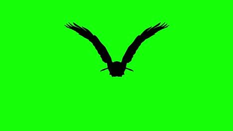Silhouette-of-an-eagle-flying,-on-green-screen,-front-view