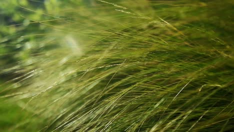 High-resolution,-close-up-shot-of-long-grass,-weeds,-as-the-wind-blows-through-it