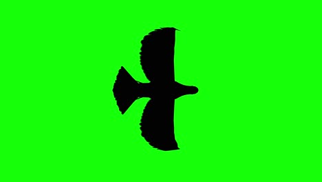 Silhouette-of-a-pigeon-flying-flapping,-on-green-screen,-top-view