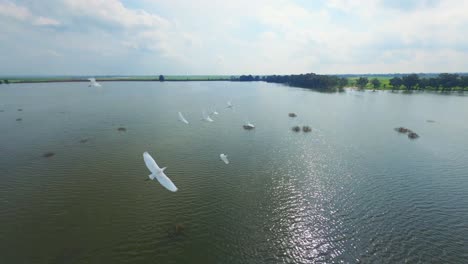 Drone-camera-follows-white-bird-flock-as-they-fly-over-the-lake