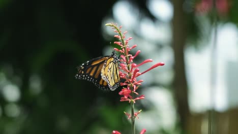 HD-Monarch-butterfly-flapping-it's-wings-in-slow-motion