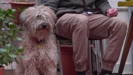 Fluffy-Dog-Sitting-Next-to-Owner,-Mans-Best-Friend-Scene,-Medium