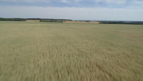 Schnelle-Luftüberführung-Landwirtschaftliches-Maisfeld-Ackerland-Ernte-Landschaft-Ernte