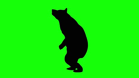 Silhouette-of-a-bear-standing-growling,-on-green-screen,-side-view