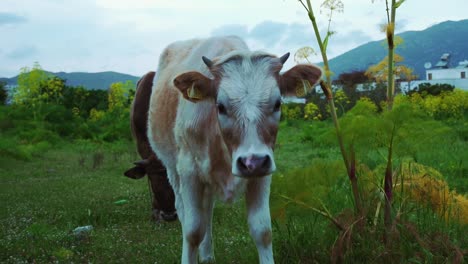 One-brown-cow-is-eating-the-grass-meanwhile-the-other-cow,-white-with-brown-spots,-looks-directly-into-the-camera