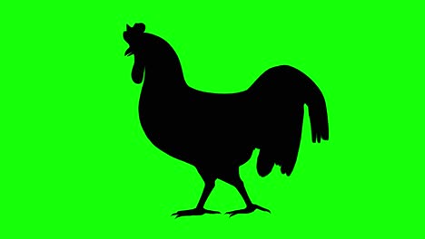 Silhouette-of-a-rooster-walking,-on-green-screen,-side-view