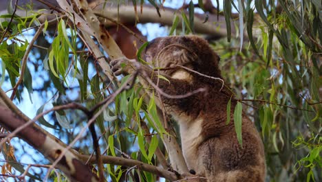 Cuddly-Koala-Feeding-On-Eucalyptus-Leaves.-close-up